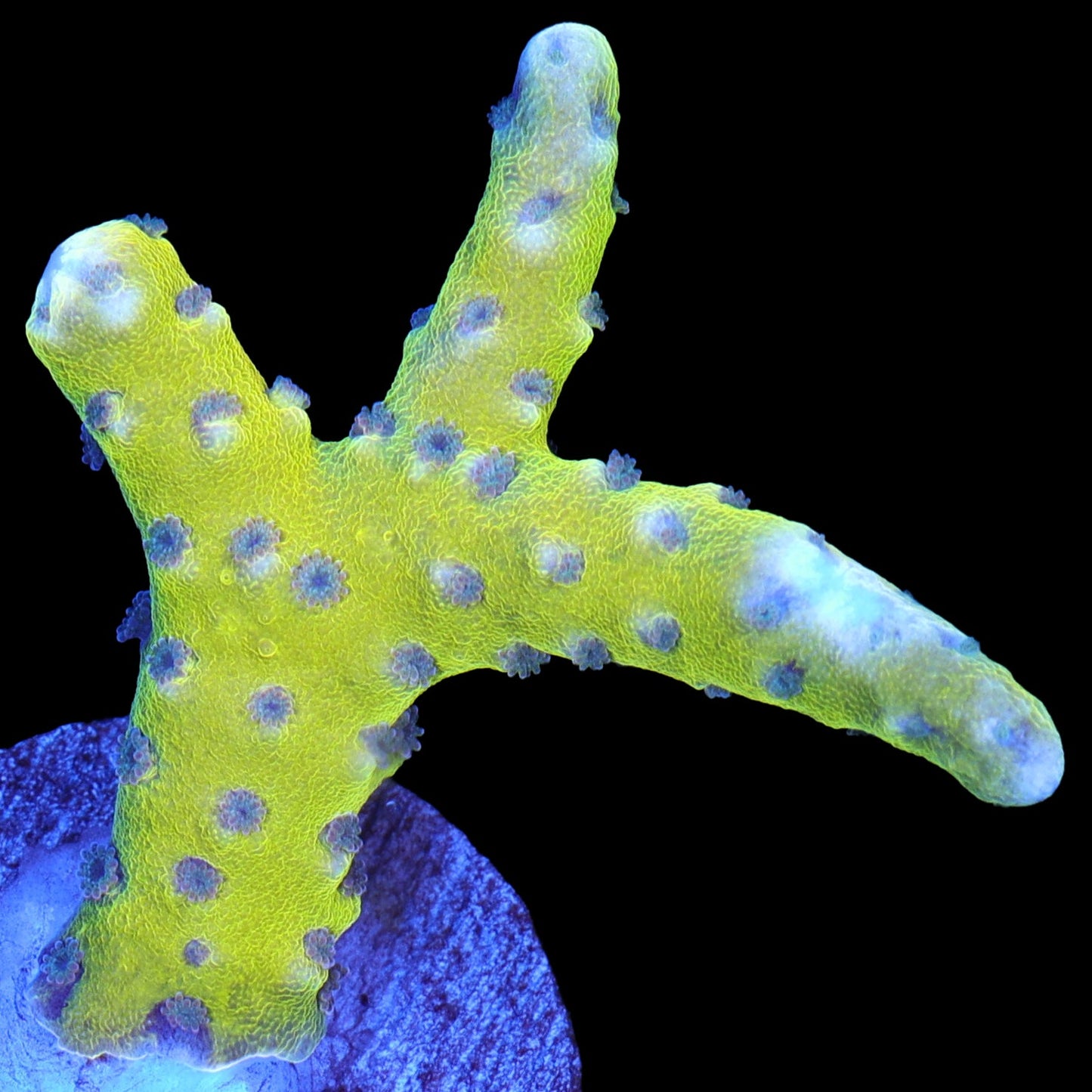 Golden Rod Anacropora Coral