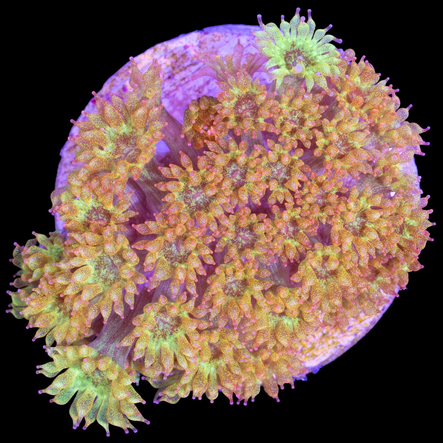 Golden Glitter Bernardpora Coral