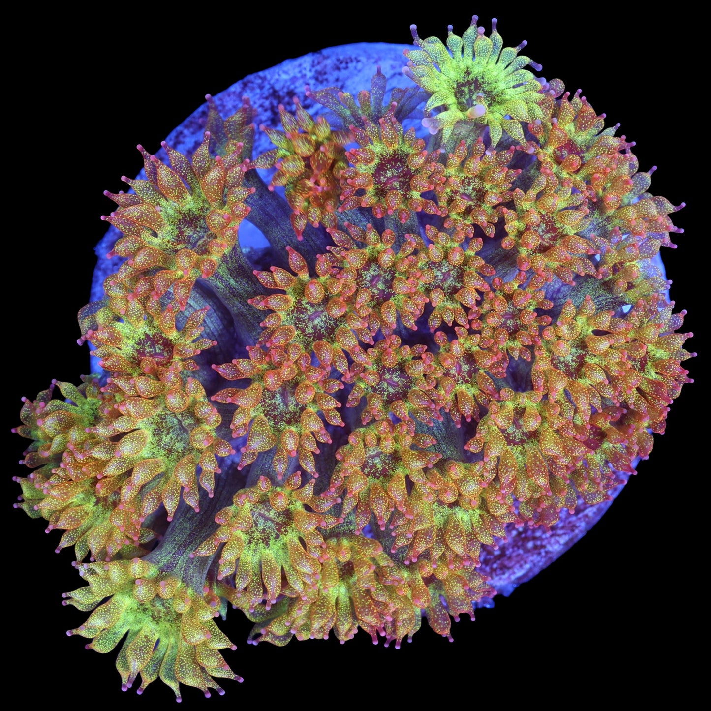 Golden Glitter Bernardpora Coral
