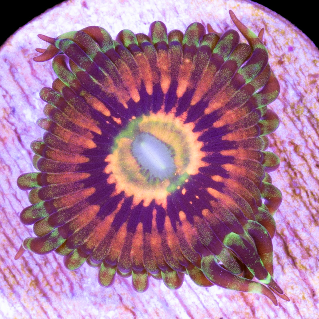 Vivid's Rainbow Incinerator Zoanthids