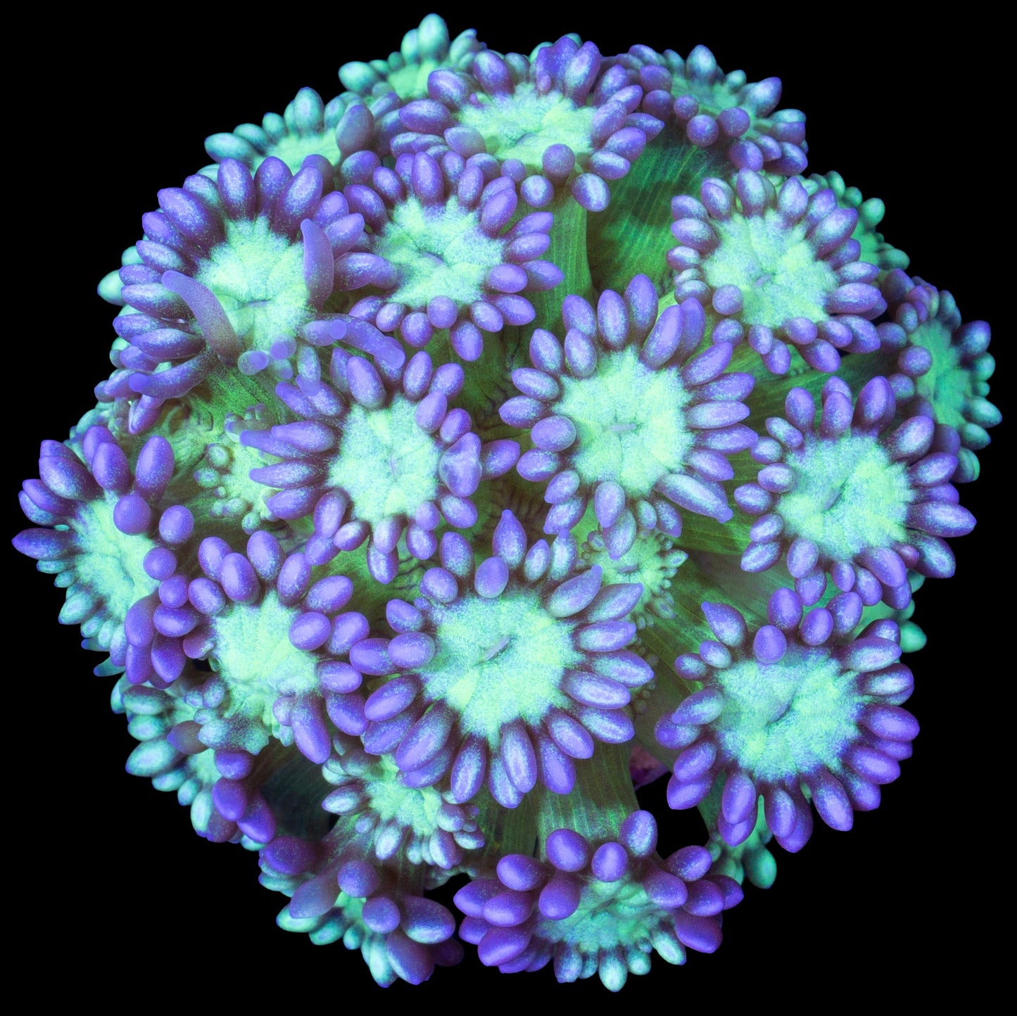 Joker Goniopora Coral