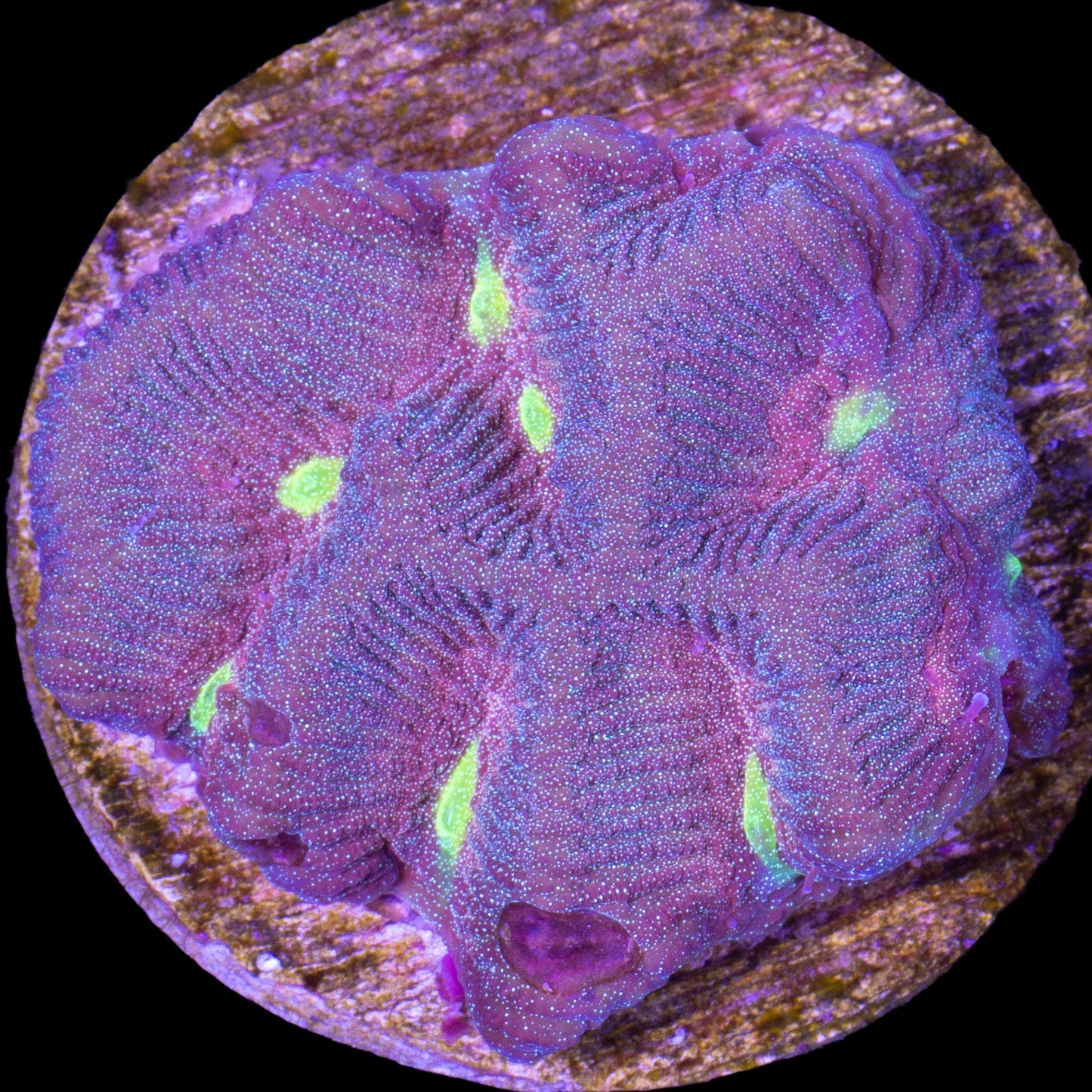 Golden Eye Platygyra Coral