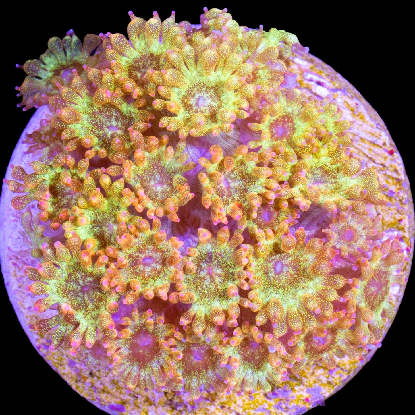 Golden Glitter Bernardpora Coral