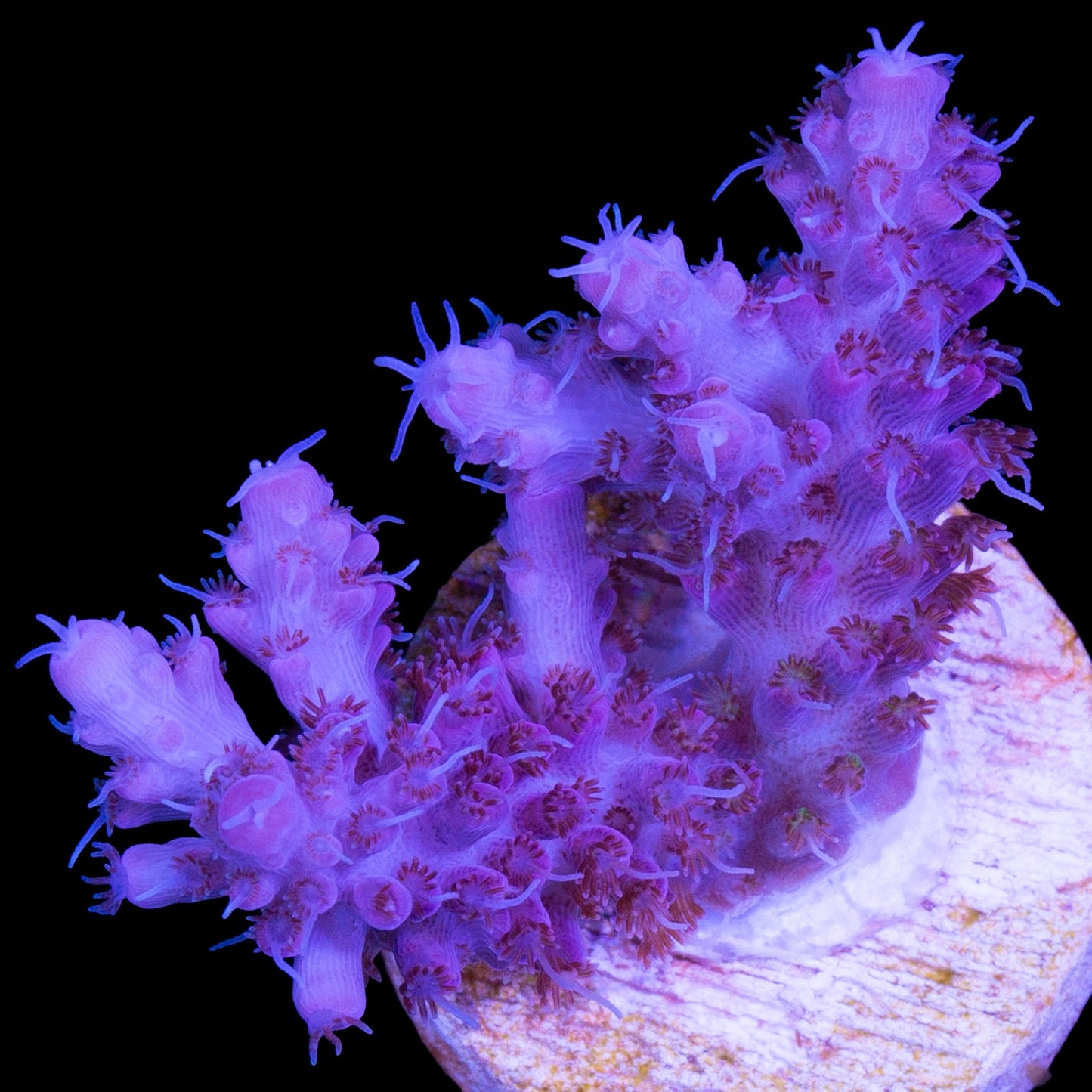 Pink Table Acropora Coral