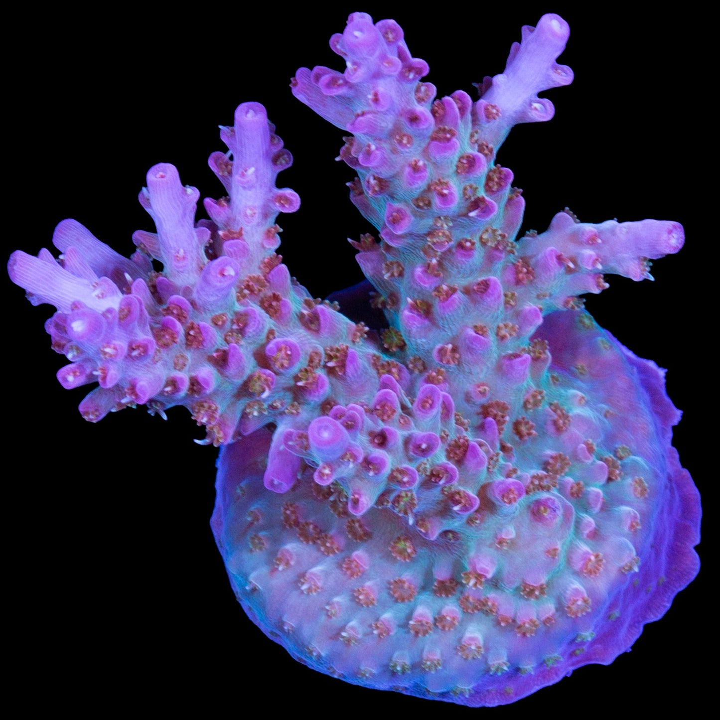 Royal Flush Acropora Coral