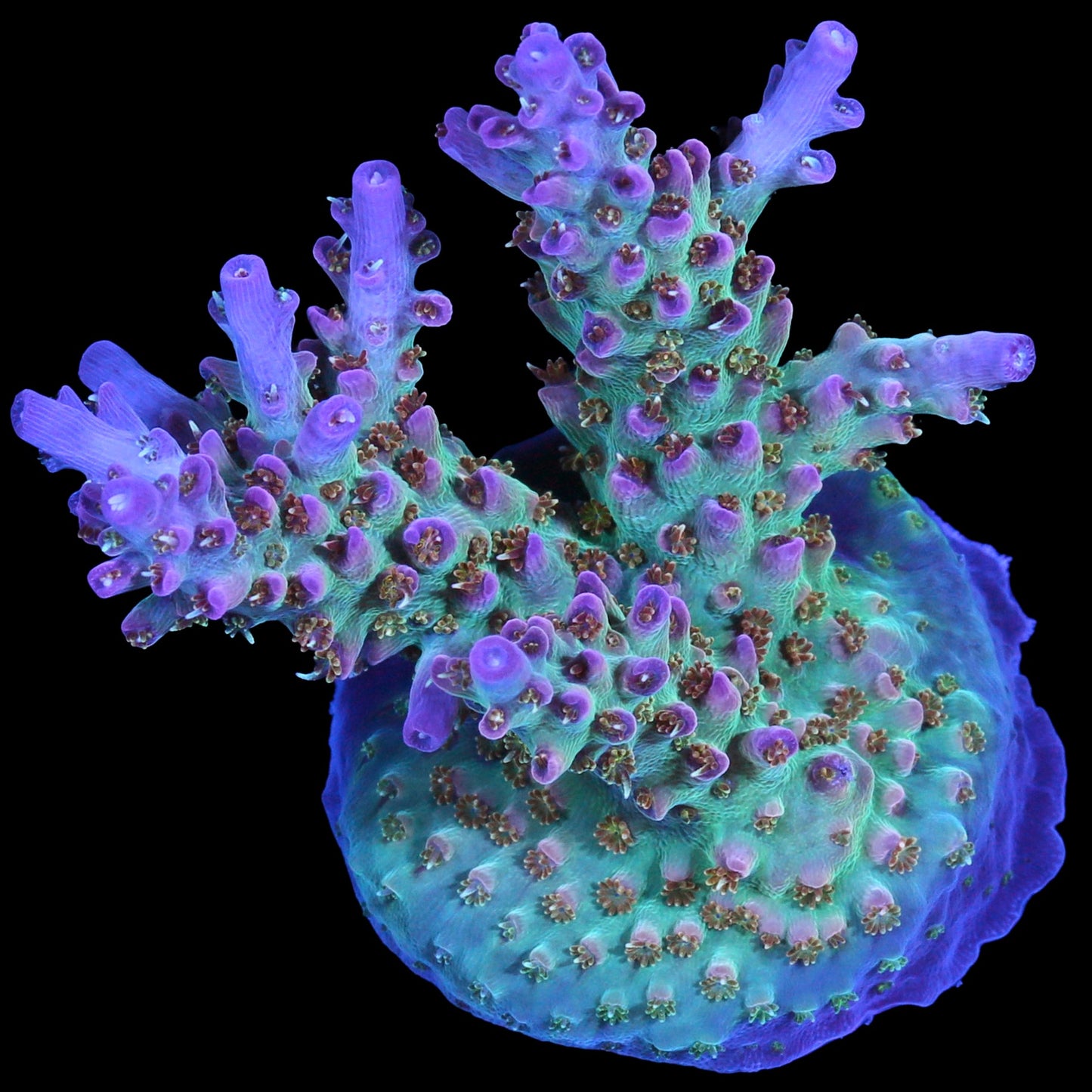 Royal Flush Acropora Coral