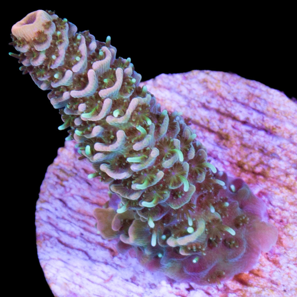 Peachy Millepora Coral
