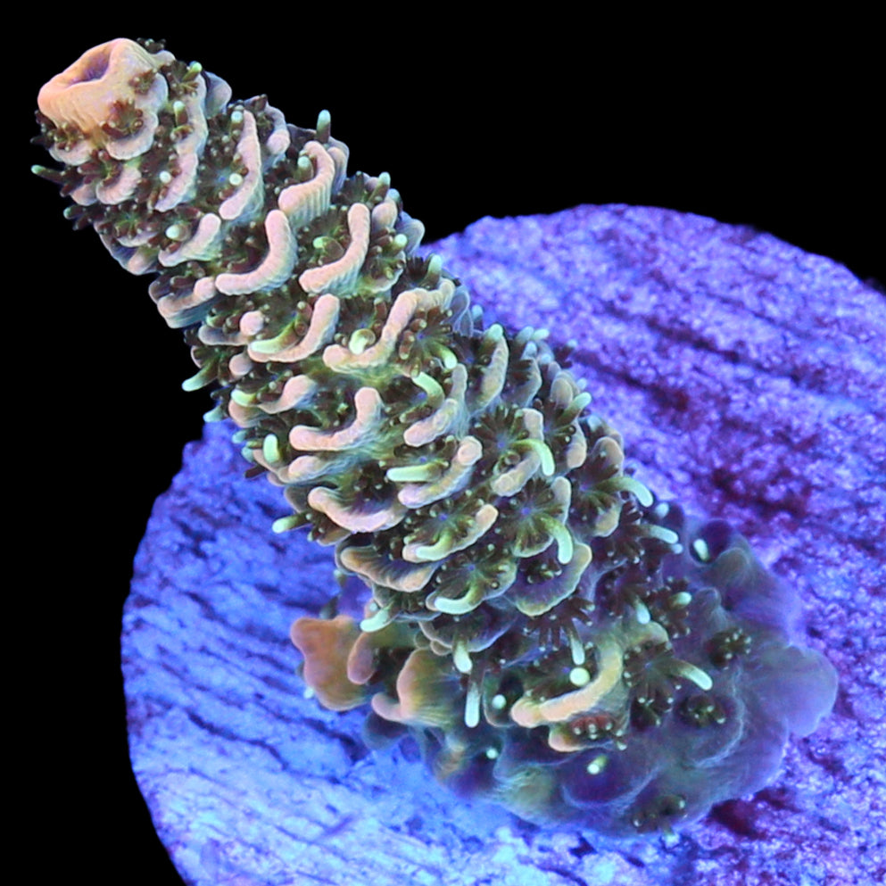 Peachy Millepora Coral