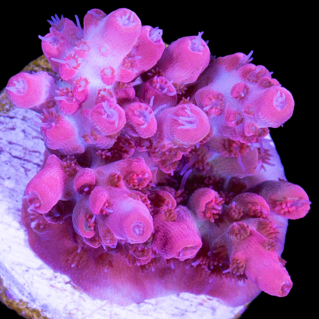 Pink Prism Acropora Coral