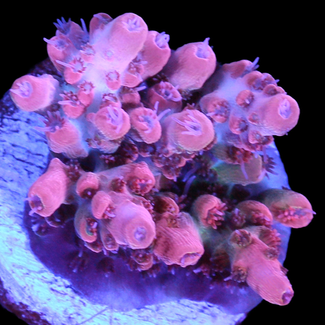 Pink Prism Acropora Coral