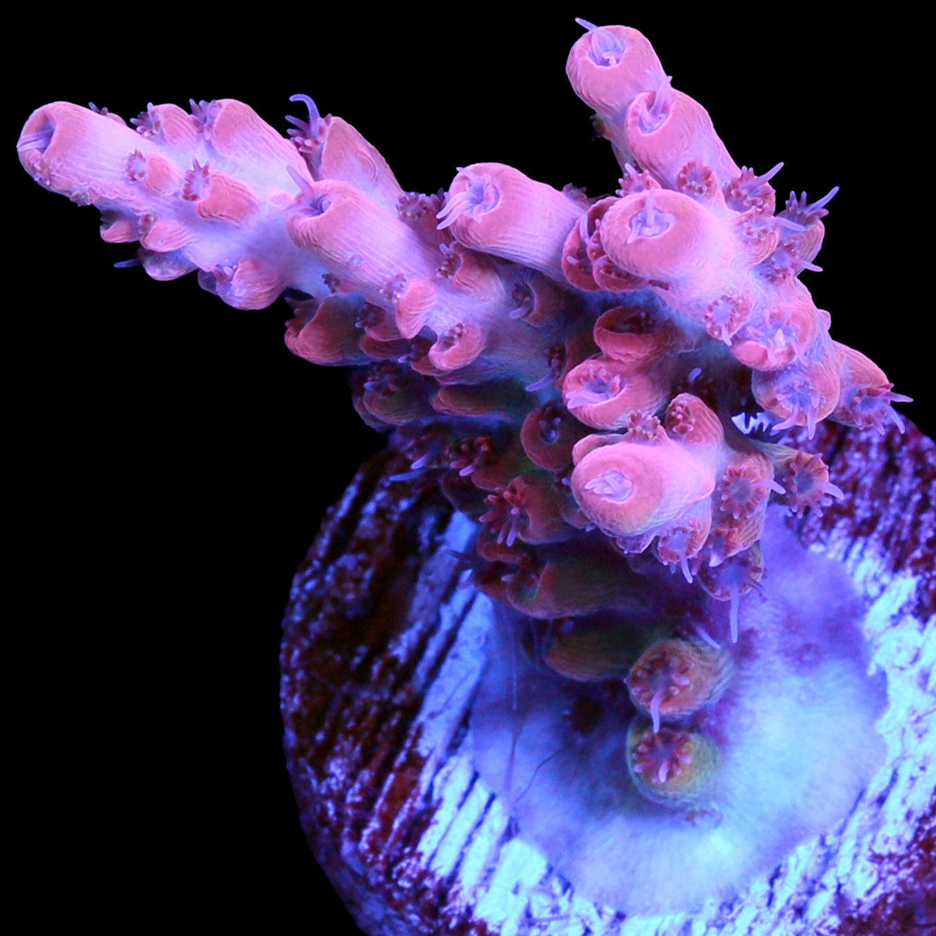 Pink Prism Acropora Coral