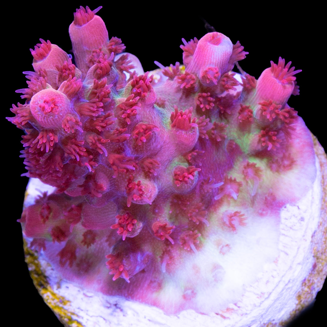 Cherry Blossom Acropora Coral