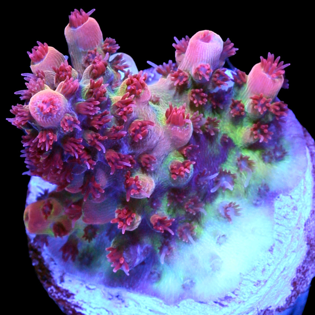 Cherry Blossom Acropora Coral