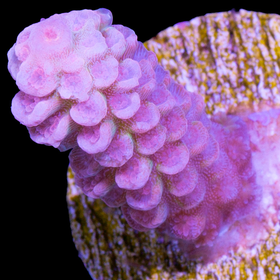 Peachy Pink Tenuis Acropora Coral