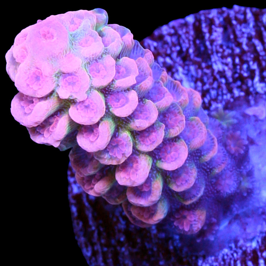 Peachy Pink Tenuis Acropora Coral