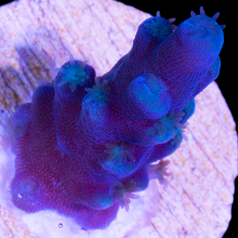Oregon Blue Tort Acropora Coral