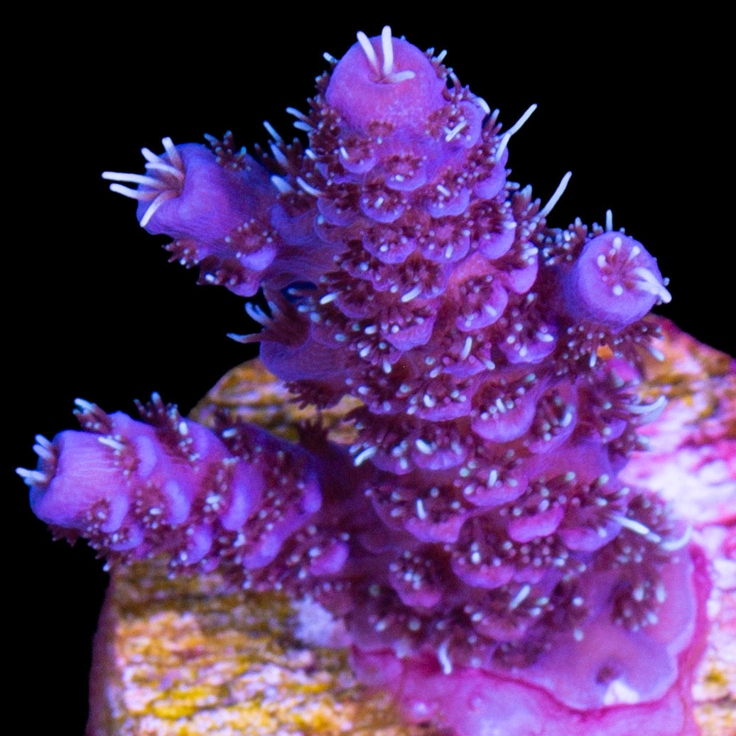 Raspberry Blue Millepora Acropora Coral
