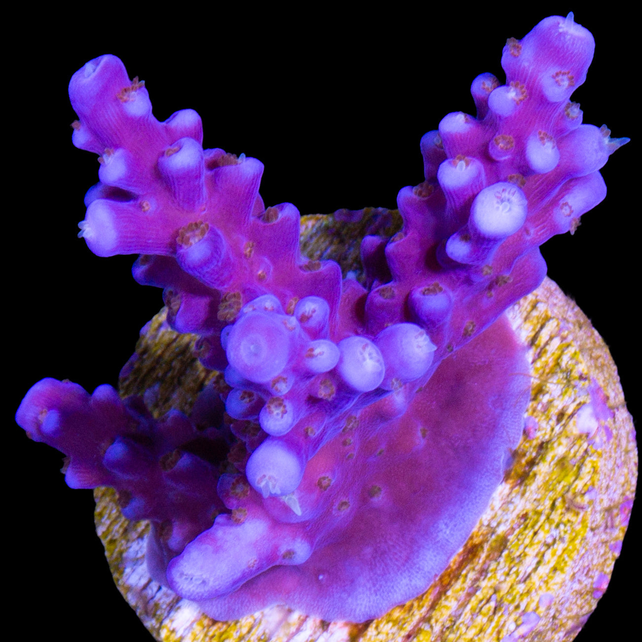 R66 Merlins Staff Acropora Coral