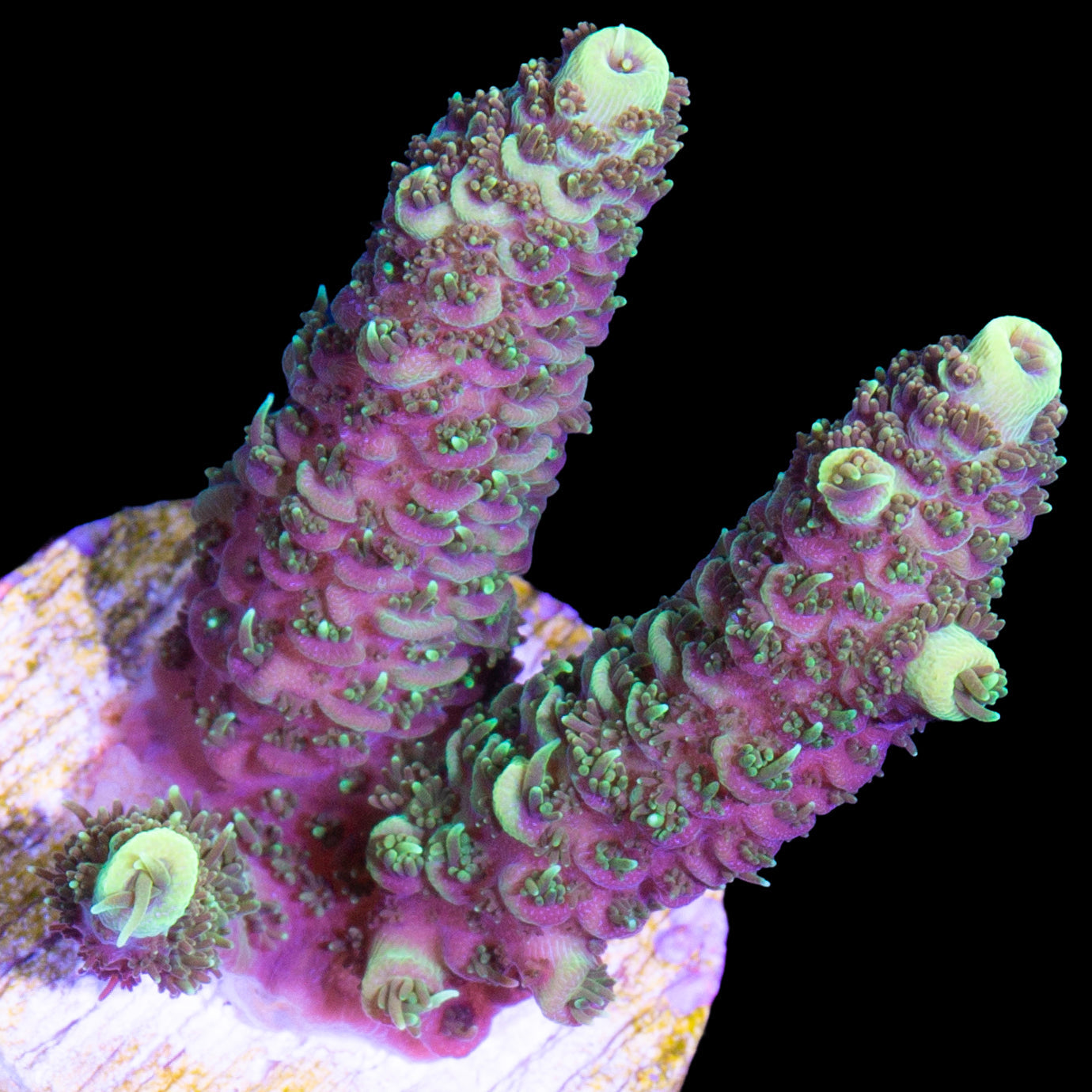 Sunshine Millepora Acropora Coral