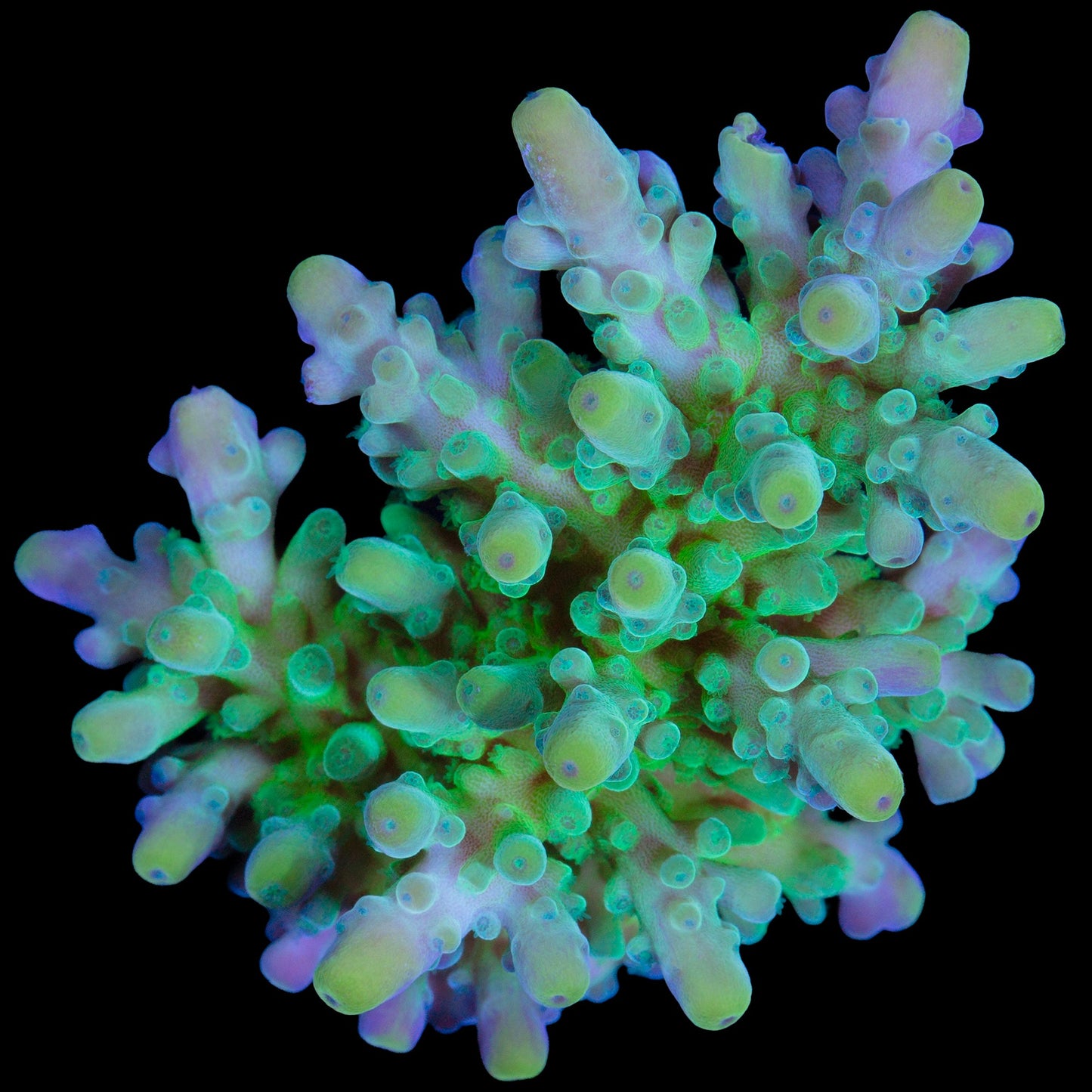 Enigma Acropora Coral - Chunky Frag
