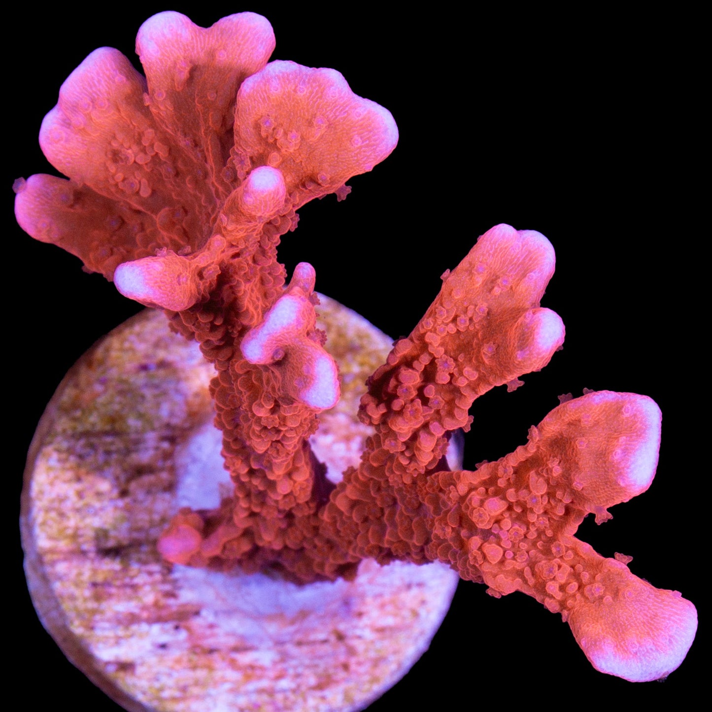 JF Fire Starter Montipora Hirsuta Coral