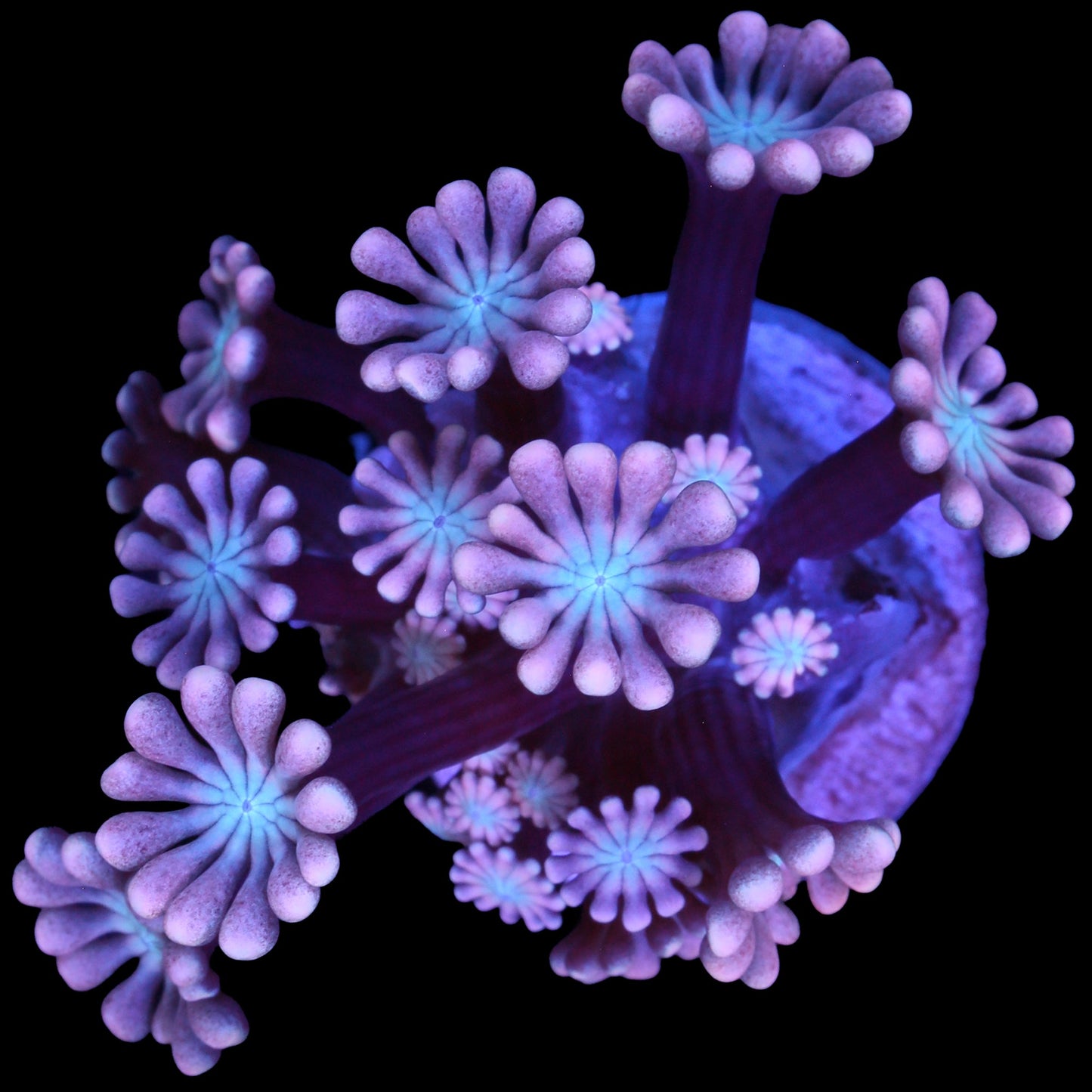 Pink & Blue Alveopora Coral