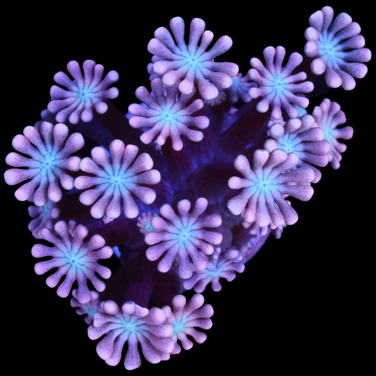 Pink & Blue Alveopora Coral