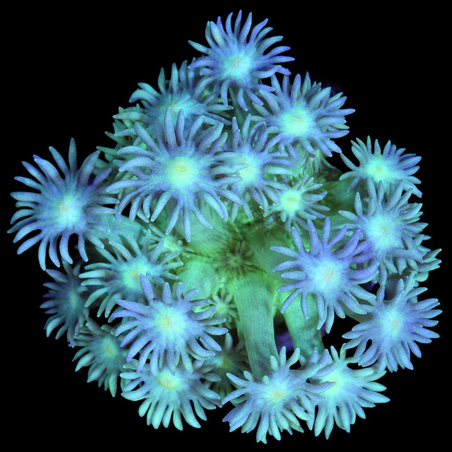 Blue Green Goniopora Coral