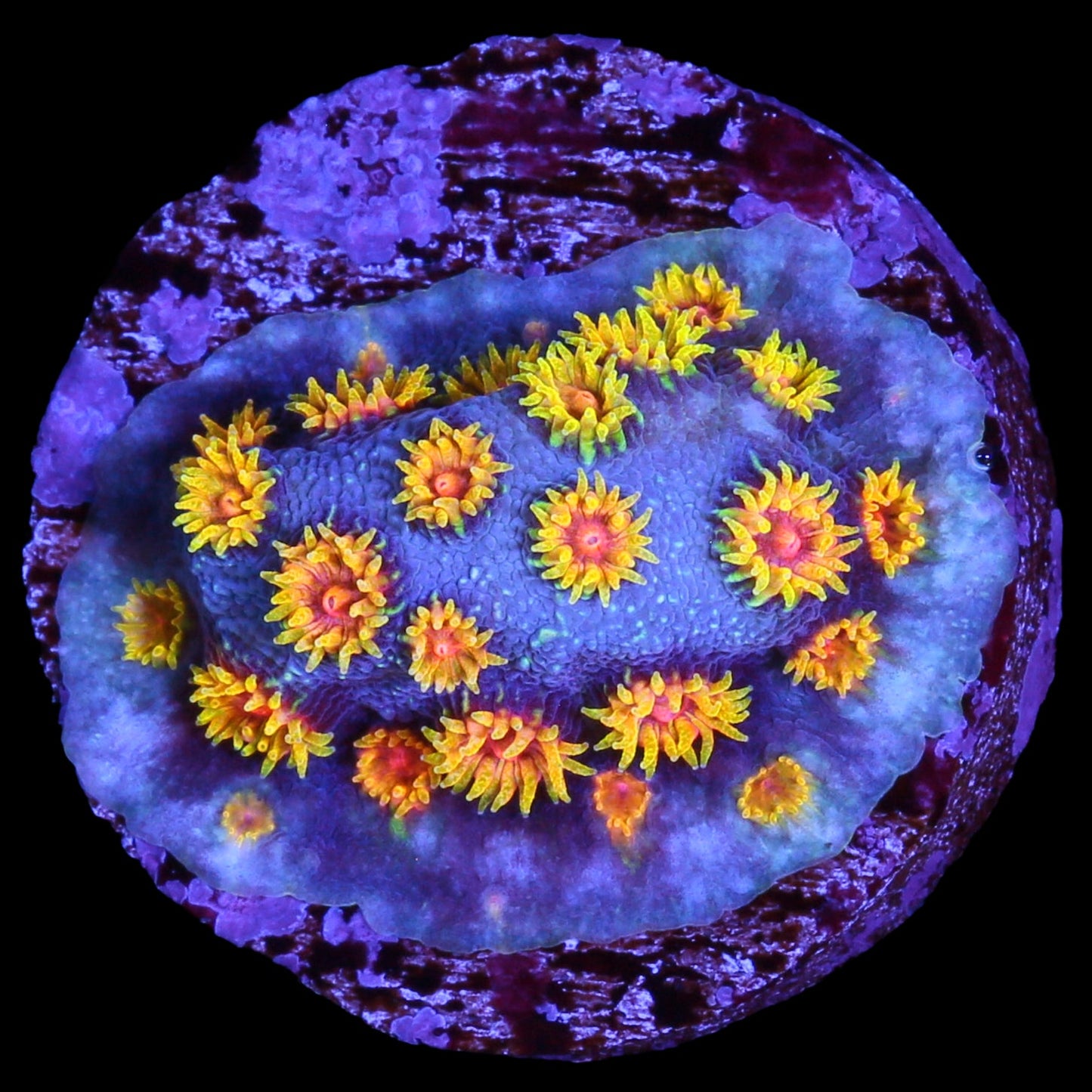 Bizarro Cyphastrea Coral