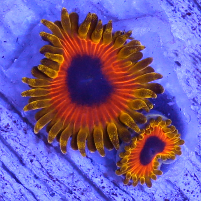 Great Owl Zoanthids