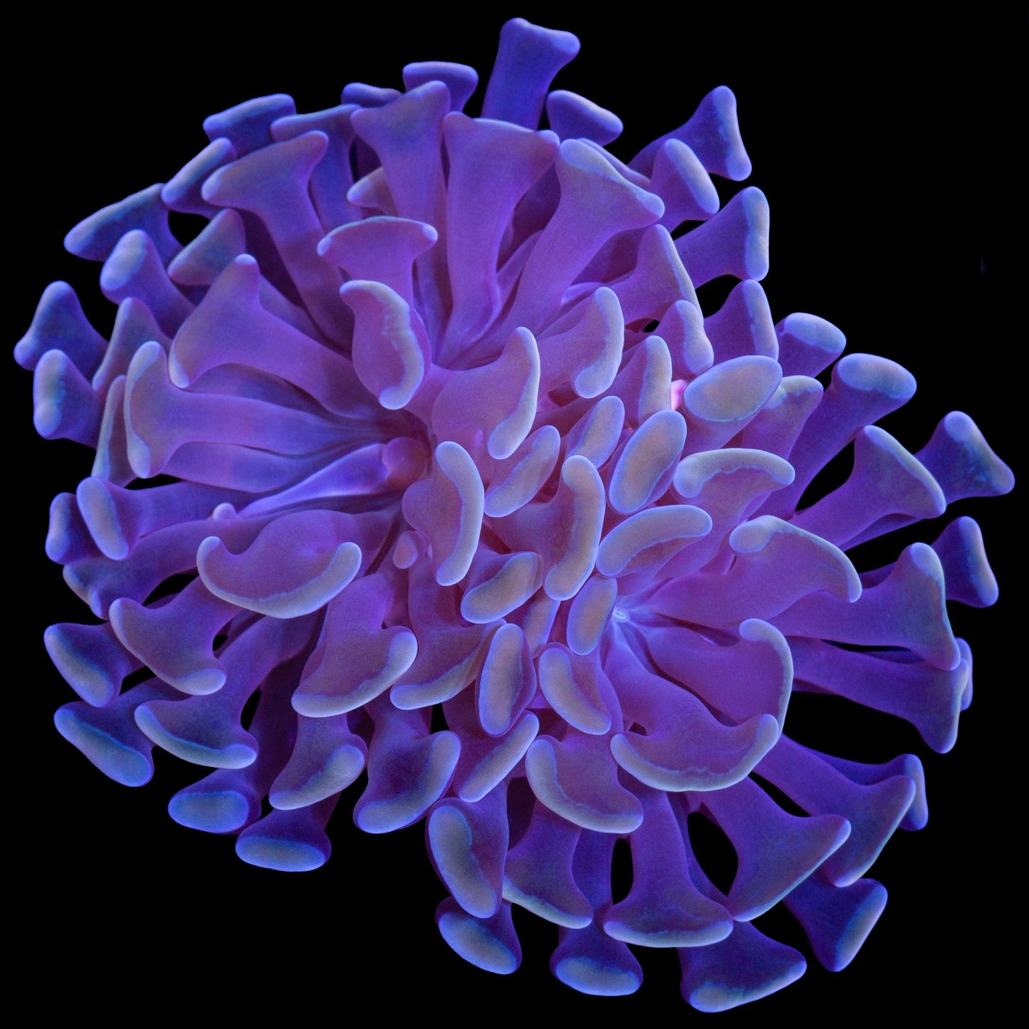 Yellow Tip Branching Hammer Coral