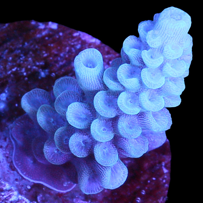 Blue Tenuis Acropora Coral