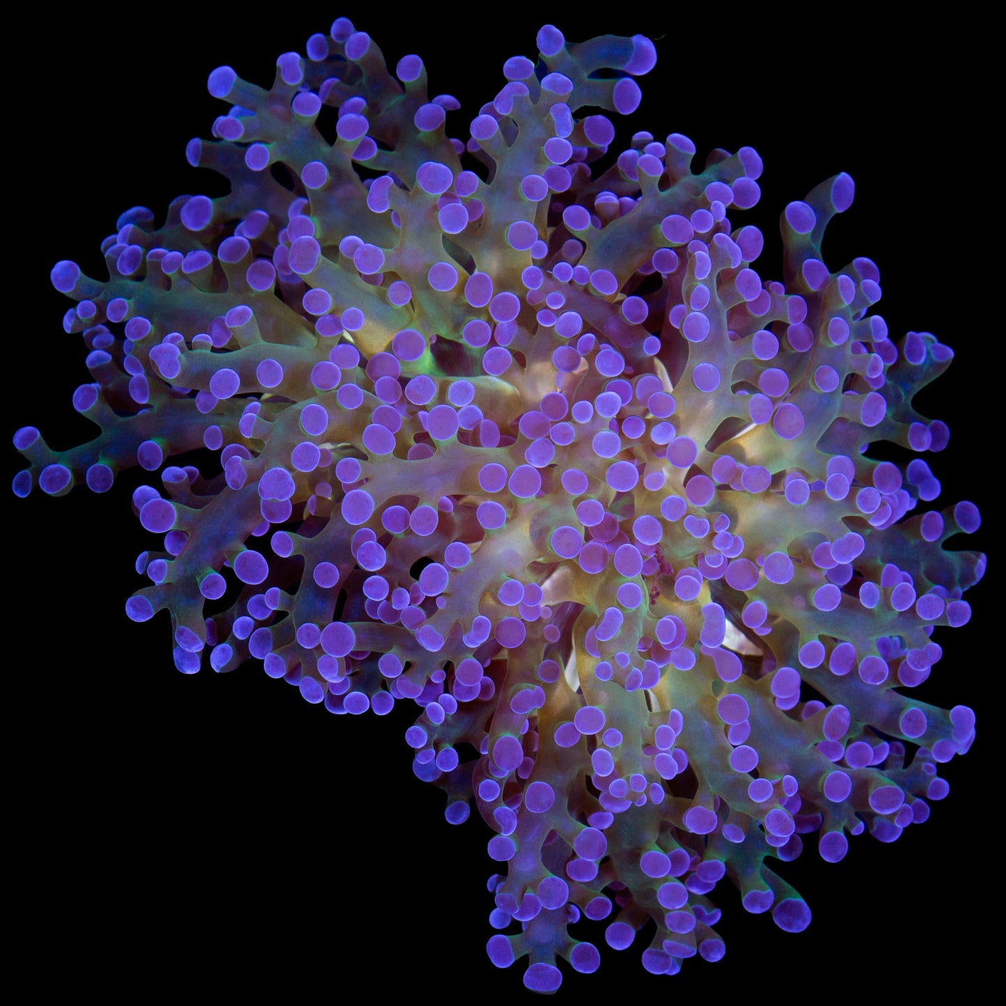 Gold Streak Aussie Frogspawn Coral - New Release