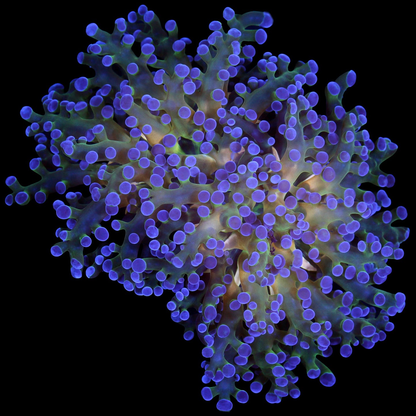 Gold Streak Aussie Frogspawn Coral - New Release