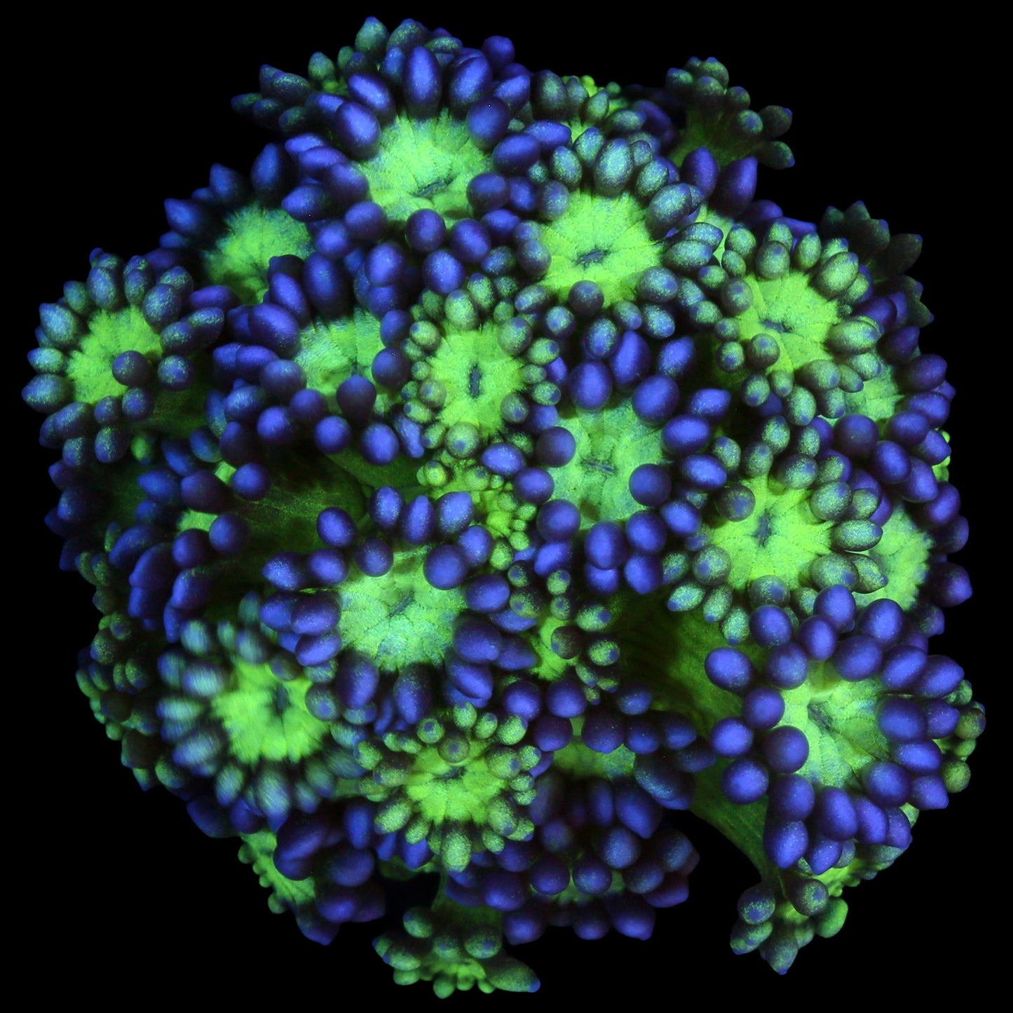 Joker Goniopora Coral