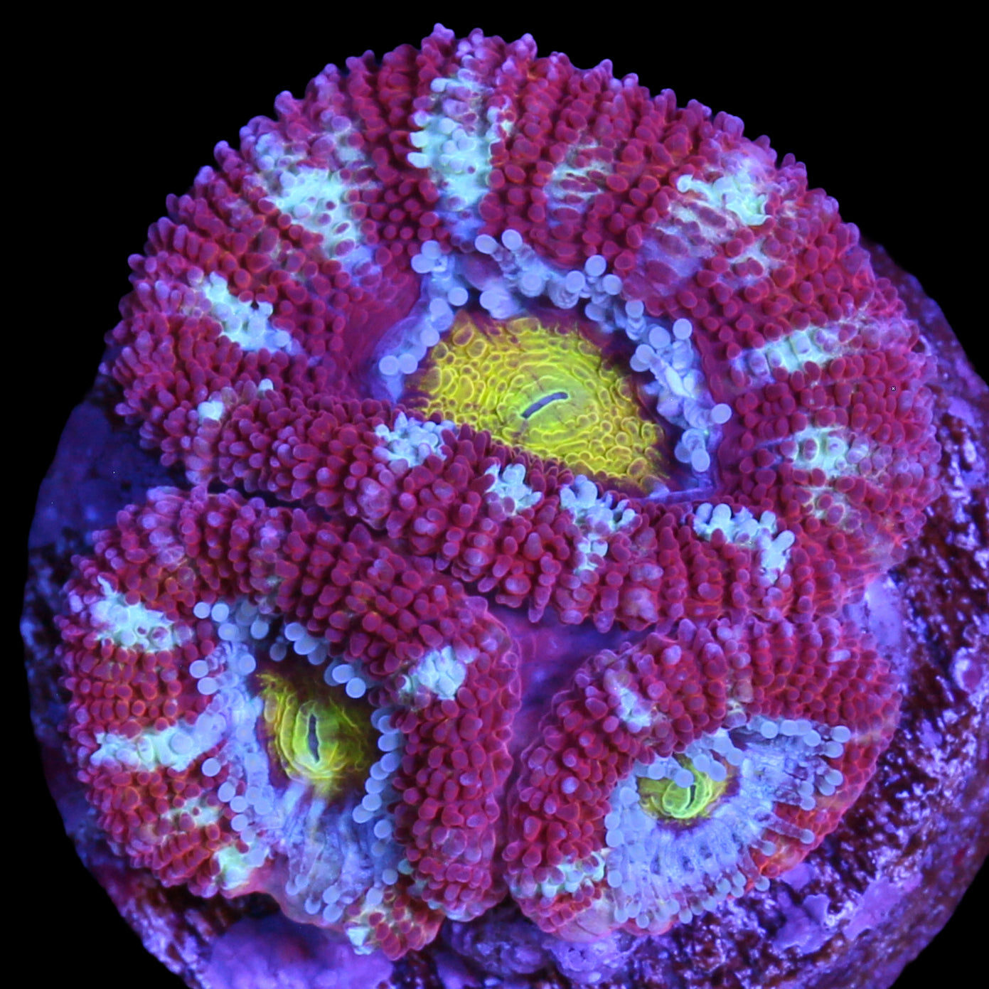 Golden Eye Acan Coral