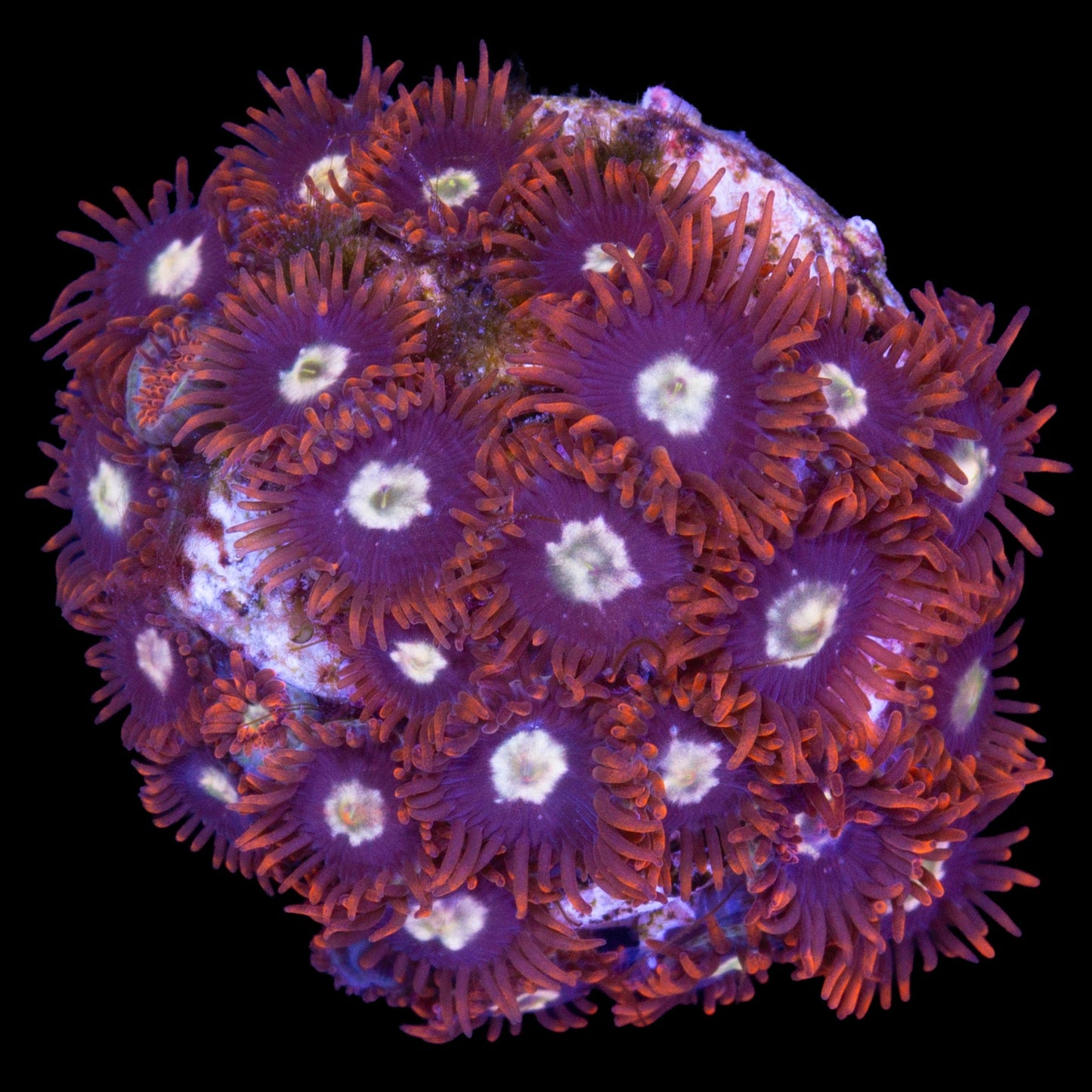 Vivid's Starfire Zoanthids