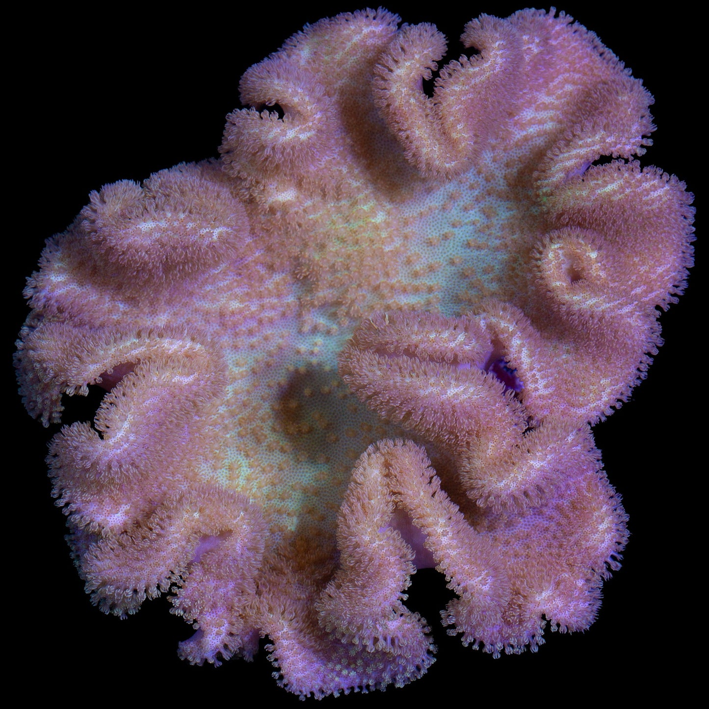 Fiji Yellow Leather Coral