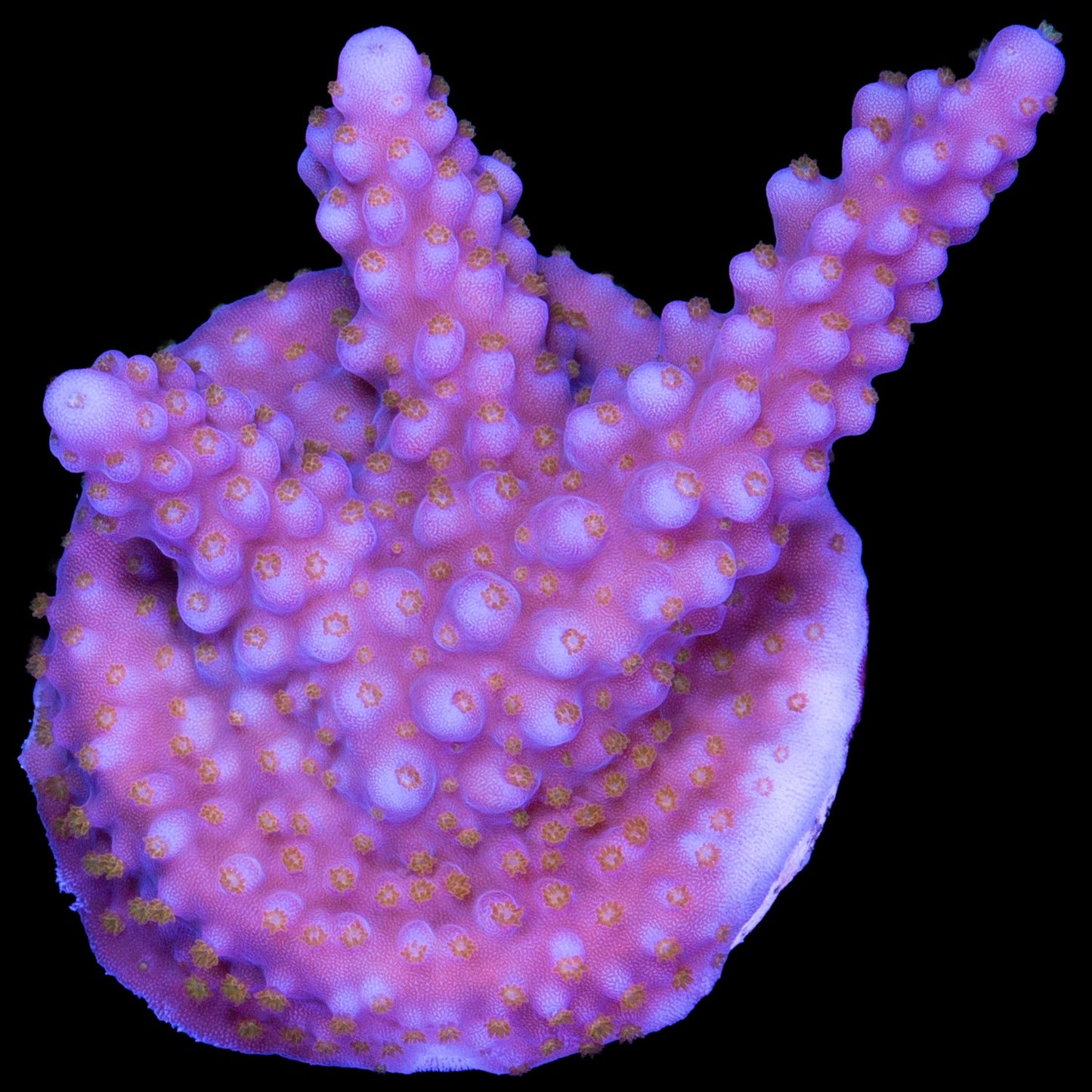 ARC Fireworks Acropora Coral