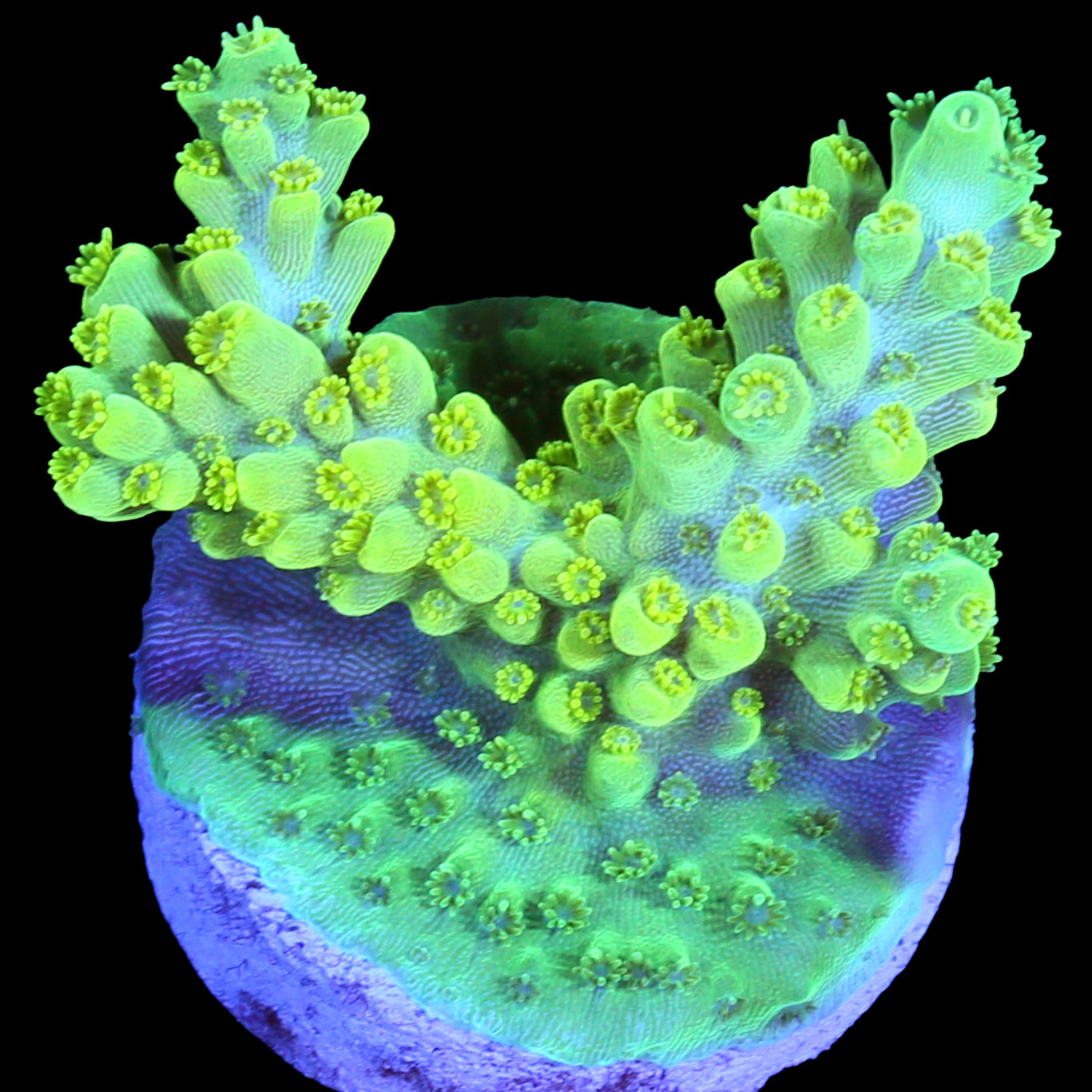 Green Flash Acropora Coral