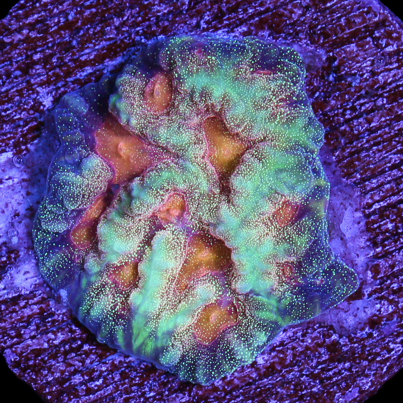 Baby's Breath Favia Coral