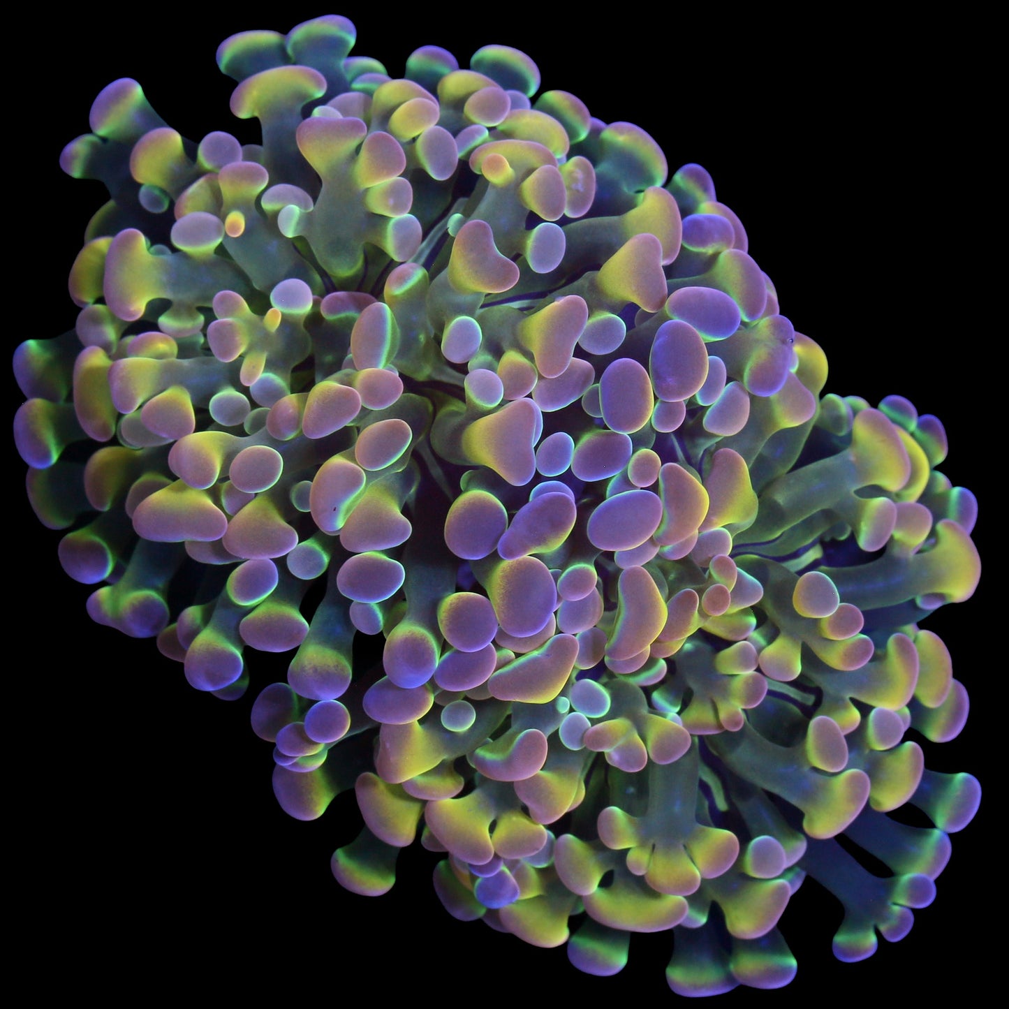 Hologram Branching Hammer Coral - 2 heads