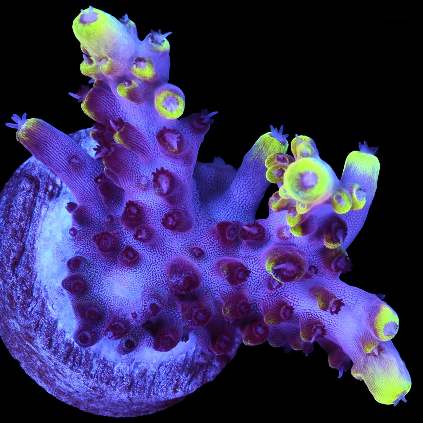 Fox Flame Acropora Coral