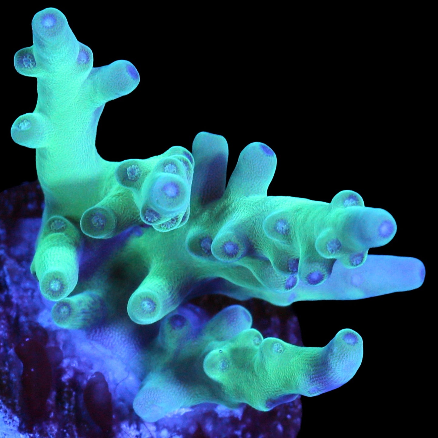Hawkins Echinata Acropora Coral