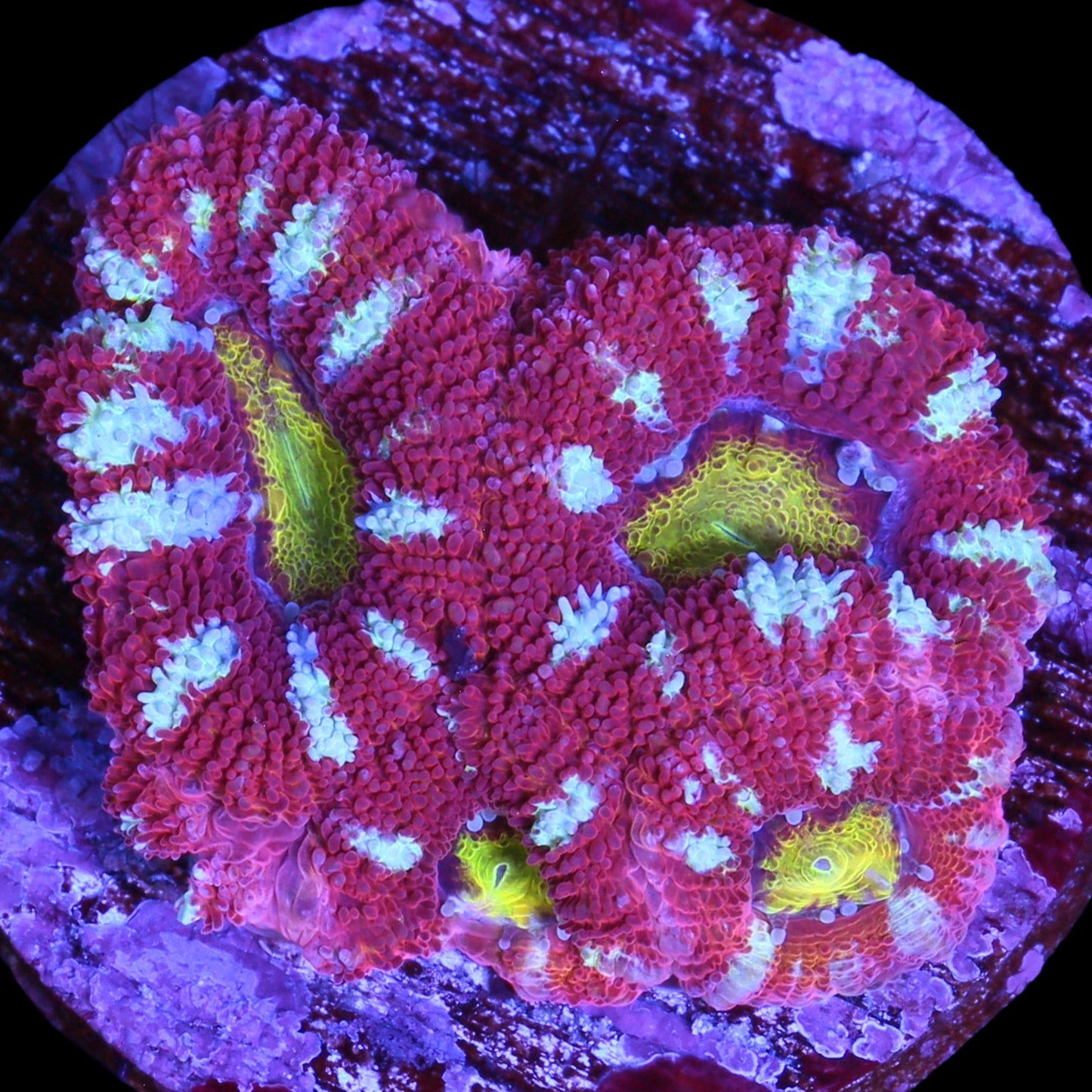 Golden Eye Acan Coral