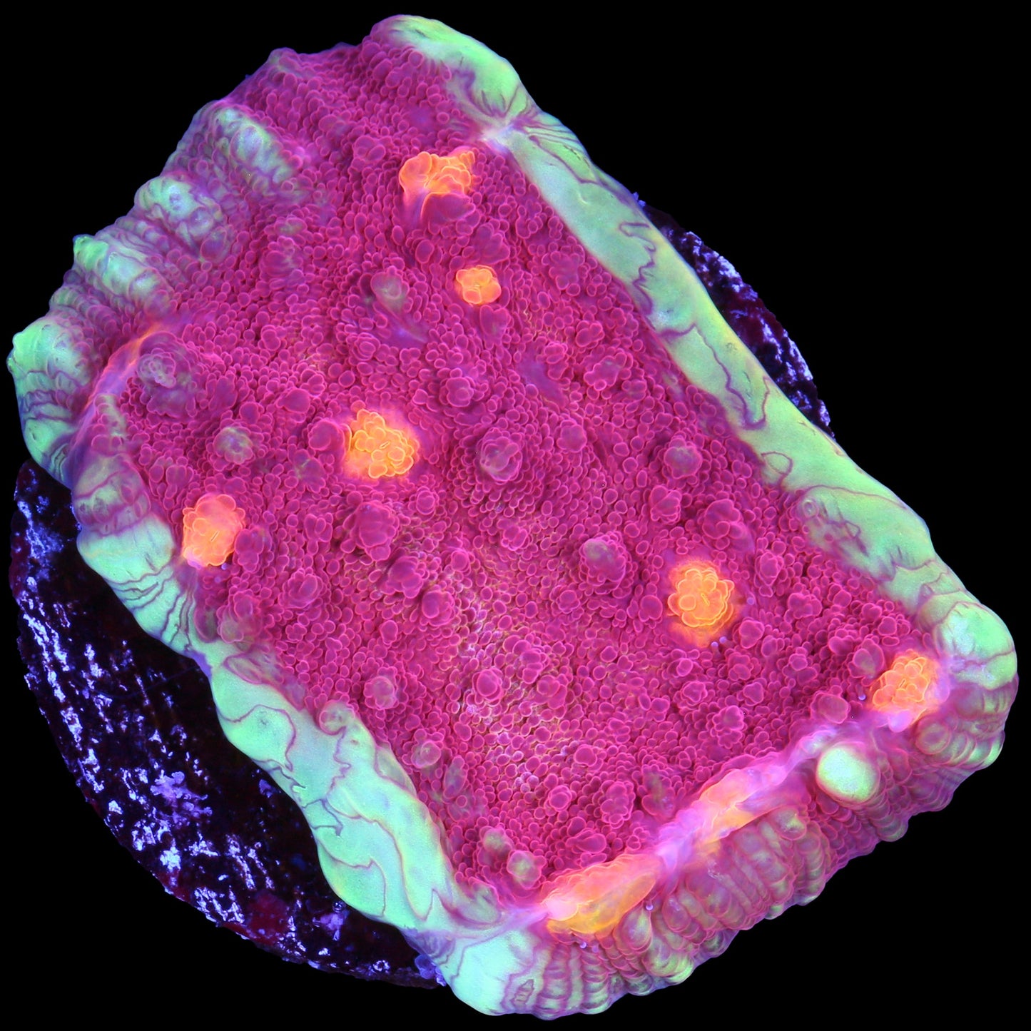 Golden Eye Echinophyllia Coral