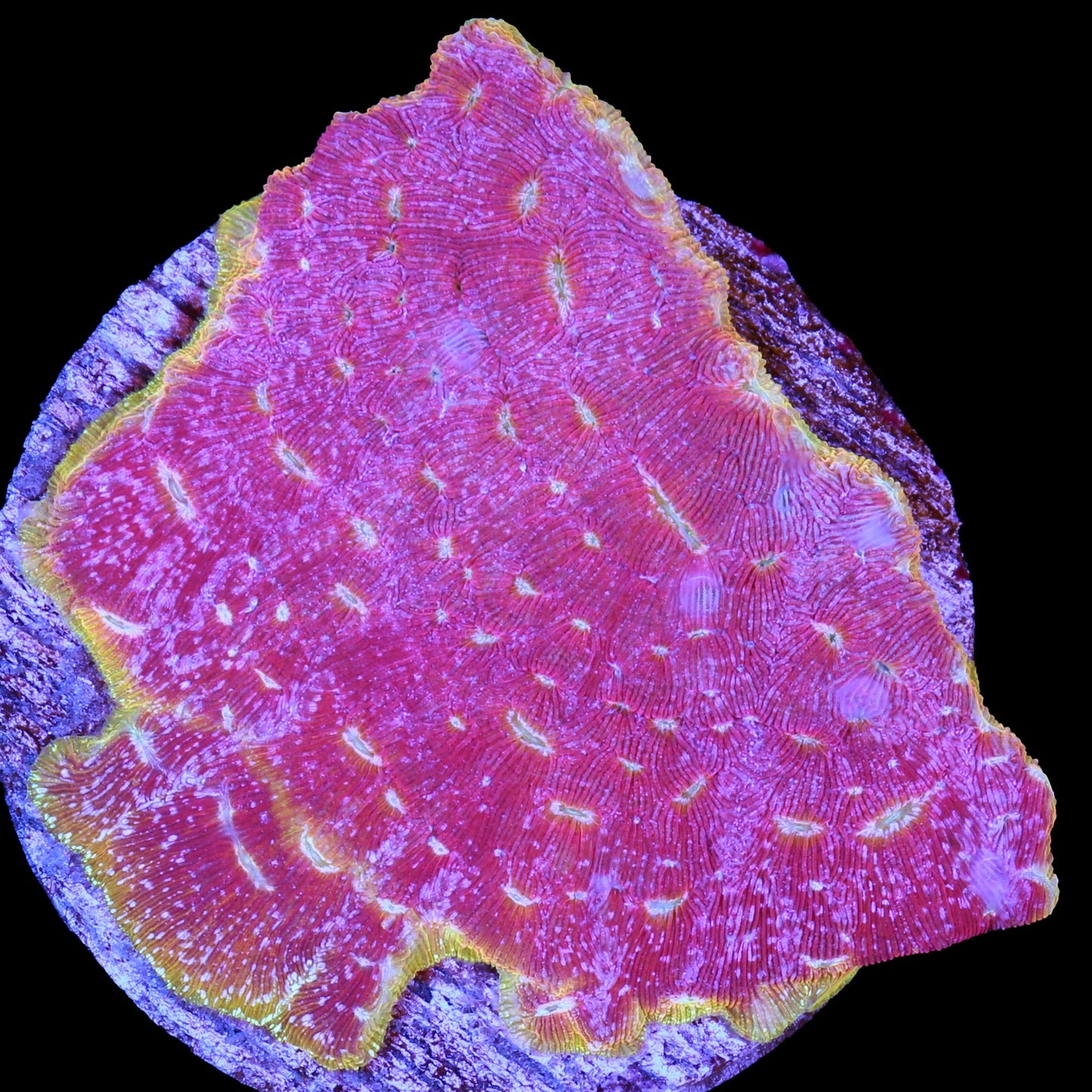 Klepto Leptoseris Coral