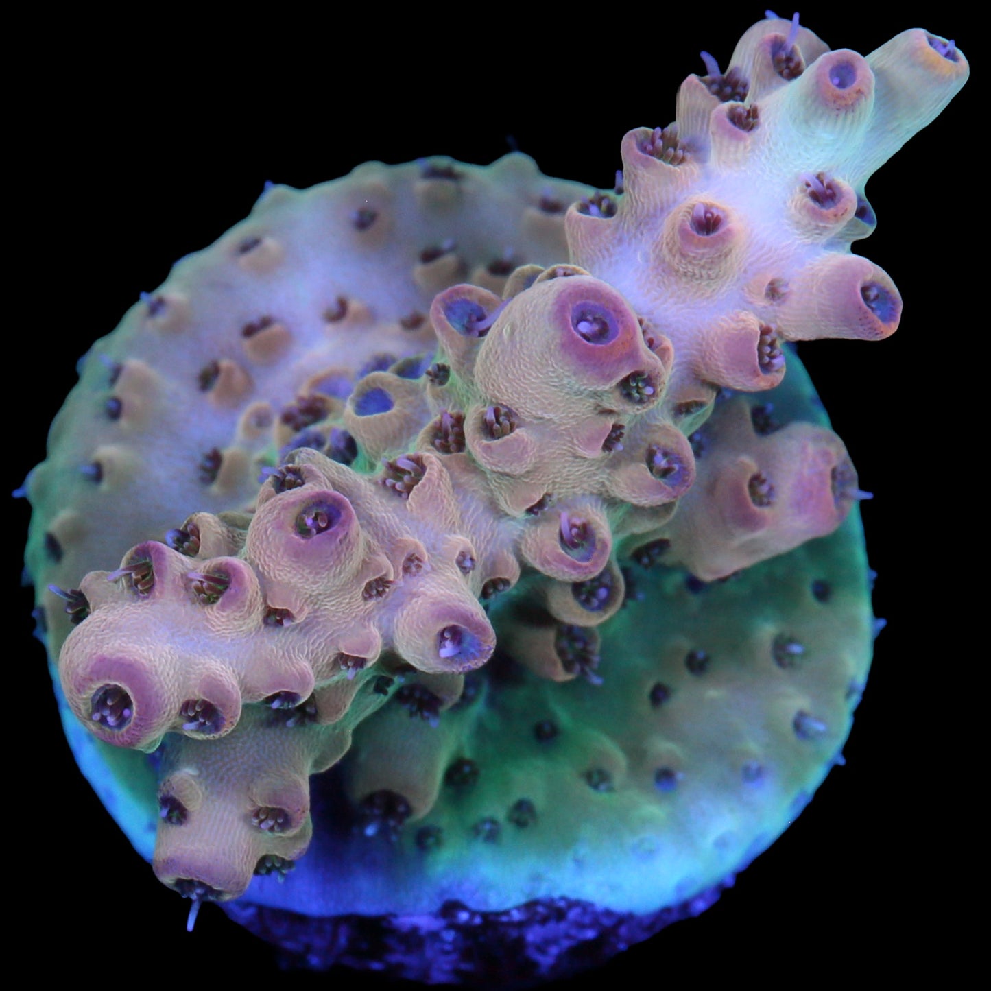 Cherry Smoothie Acropora Coral