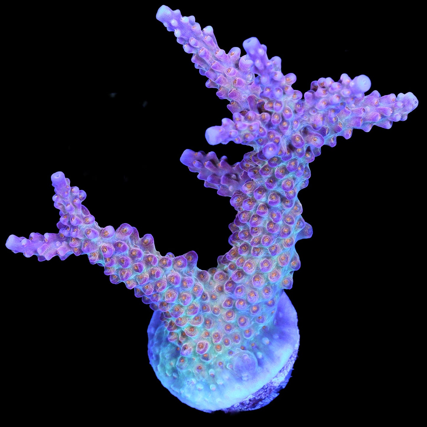 ARC Fireworks Acropora Coral - XL Frag