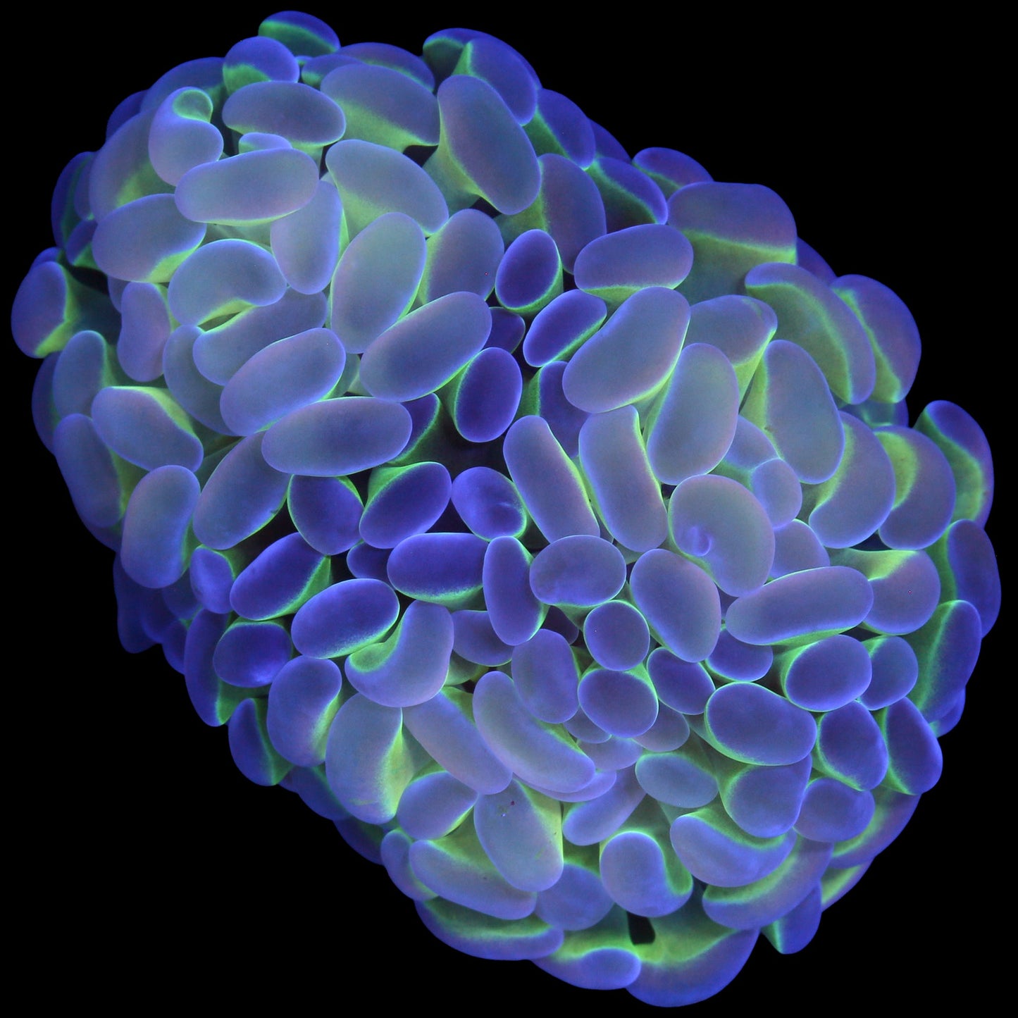 Hologram Hammer Coral